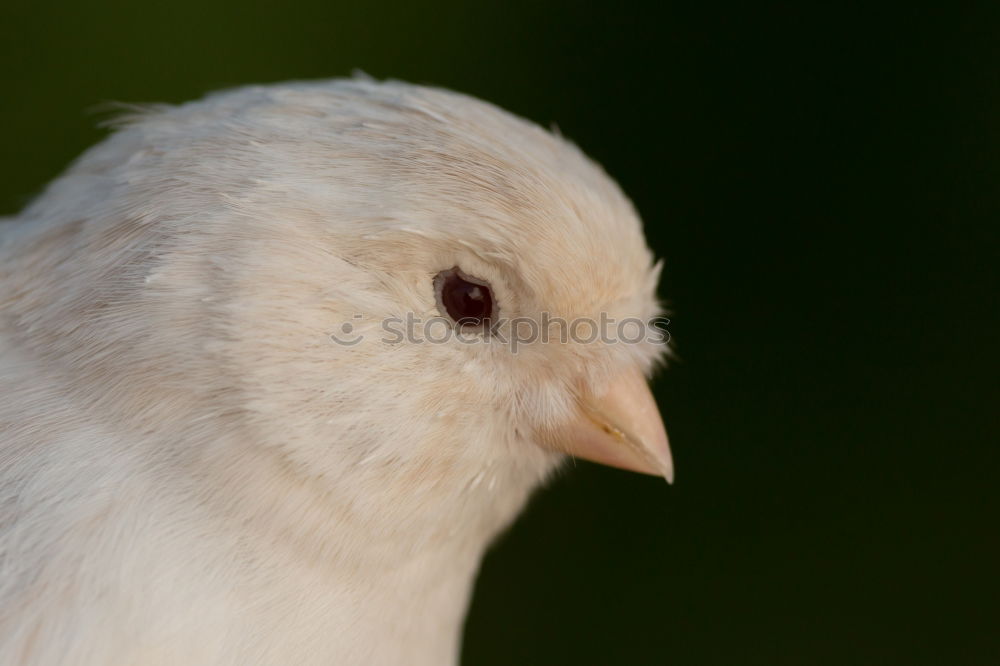 Similar – Image, Stock Photo chick Food Nutrition