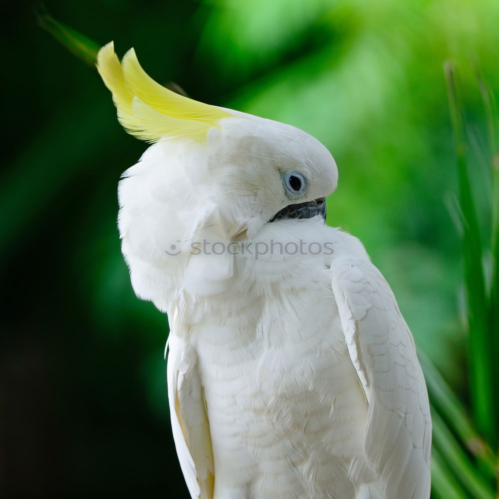 Similar – Image, Stock Photo seagull enclosure Summer