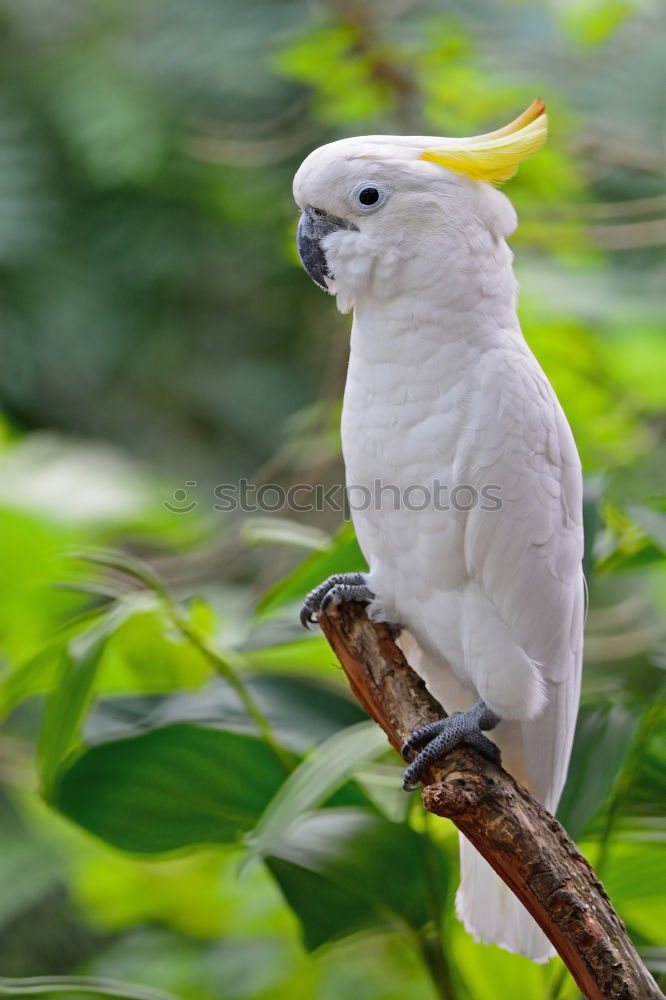 Image, Stock Photo cockatoo Tree Leaf Animal