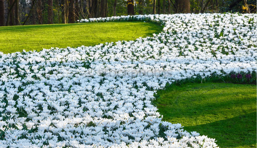 Similar – Image, Stock Photo flower paradise Nature