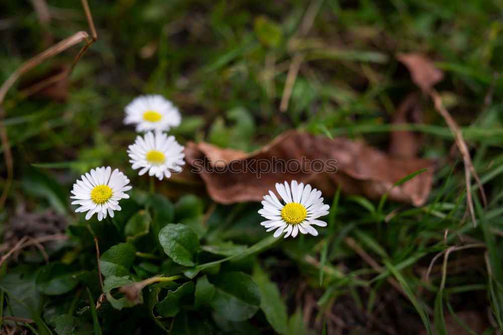 Similar – Image, Stock Photo Nest in the bush (anemone)