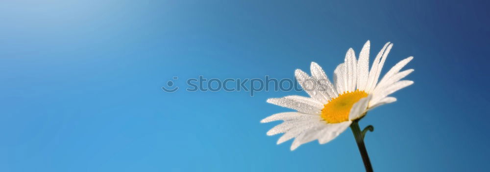 Similar – Botterbloom Blume Blüte