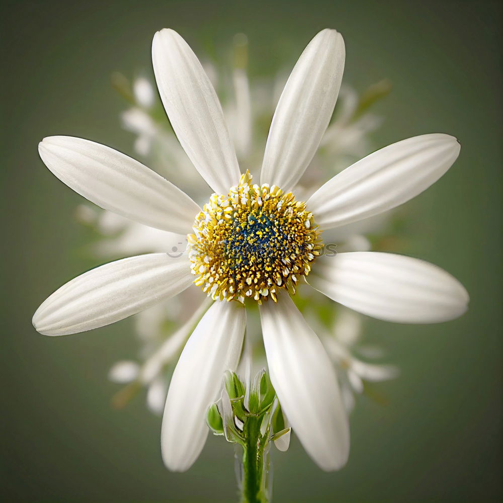 sunbathing Nature Plant