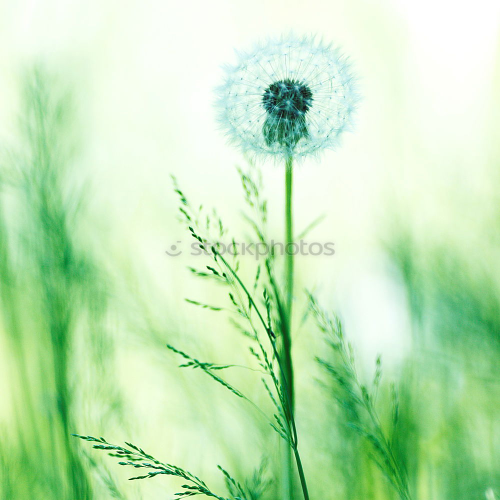 Similar – cornflower blue Cornflower