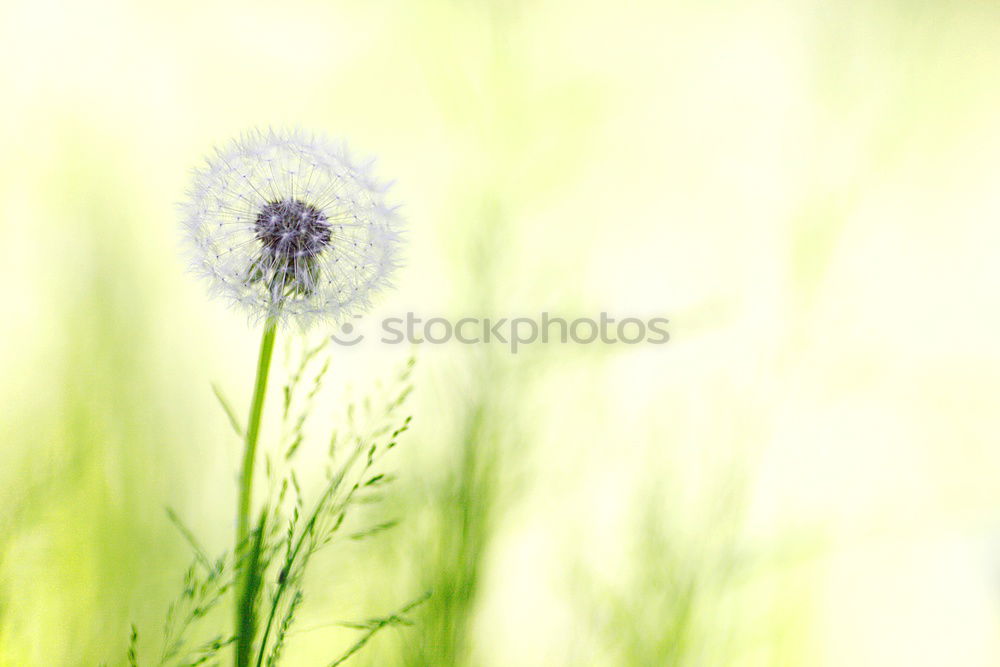 Similar – detail of a blue cornflower