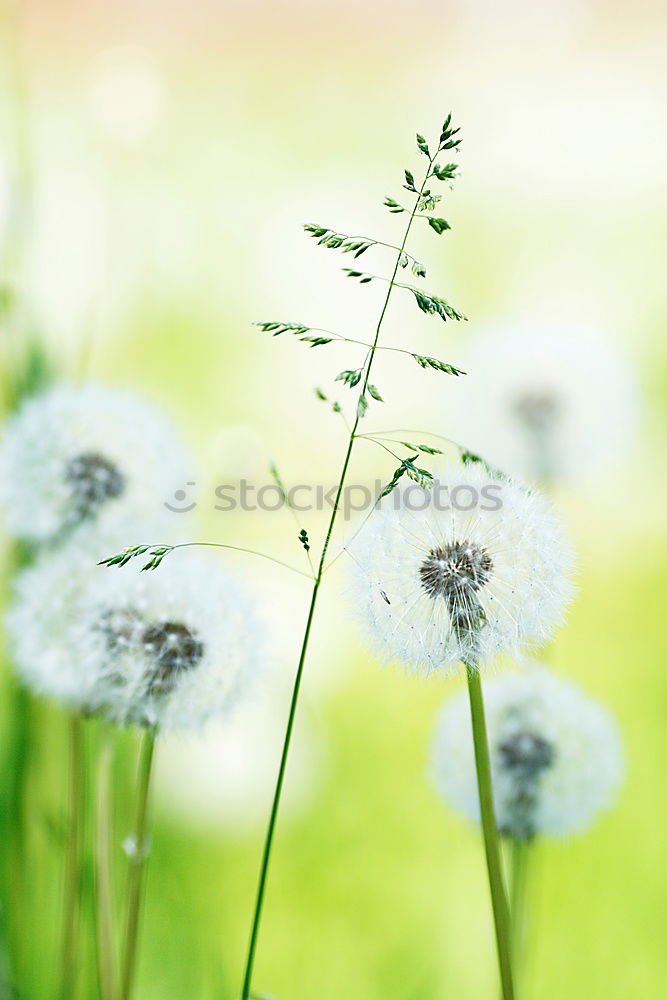 Similar – Image, Stock Photo lovers Nature Spring