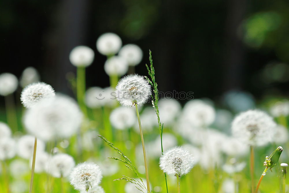 Similar – Image, Stock Photo waiting for the gust of wind…