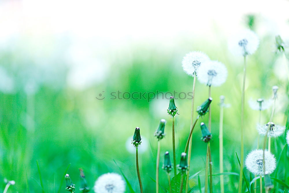 Similar – Image, Stock Photo lovers Nature Spring