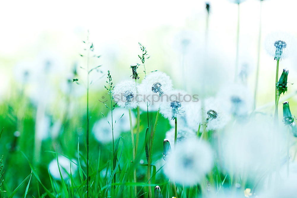 Similar – cornflowers Nature Summer