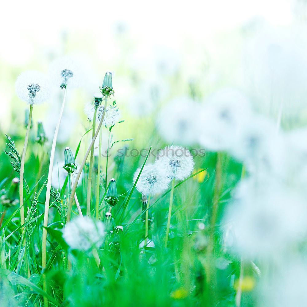 Similar – cornflowers Nature Summer