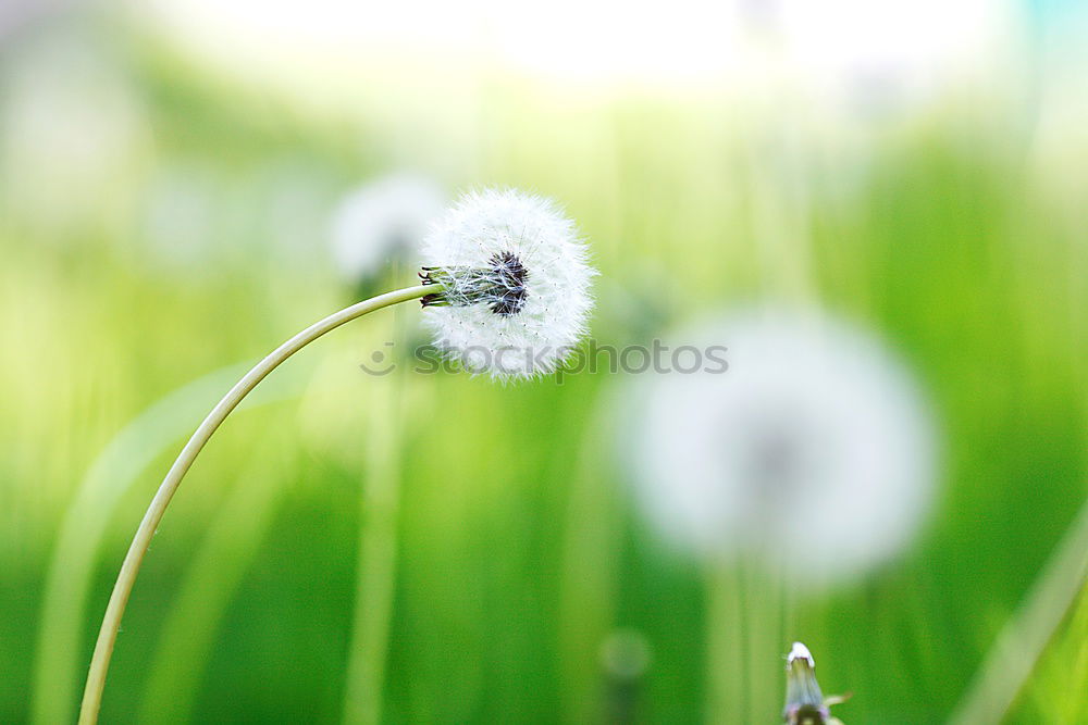 Similar – Image, Stock Photo Unity in diversity Meadow