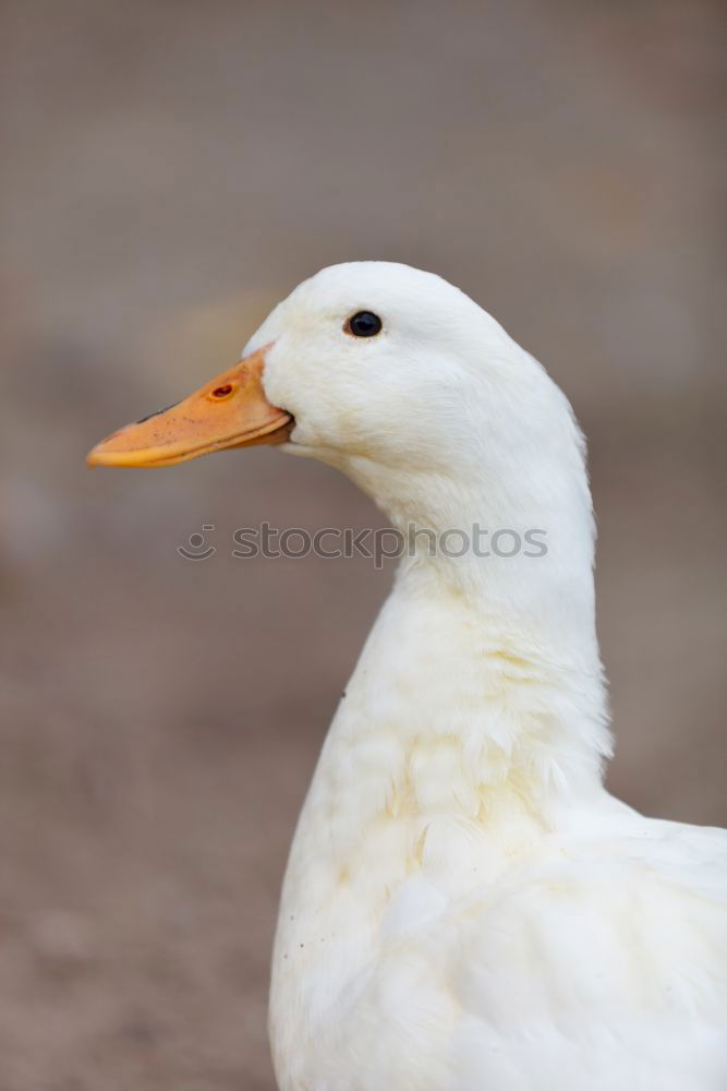 Similar – Eine Ente schaut bettelnd nach oben in der Hoffnung, endlich ein Stück von der Eiswaffel abzubekommen