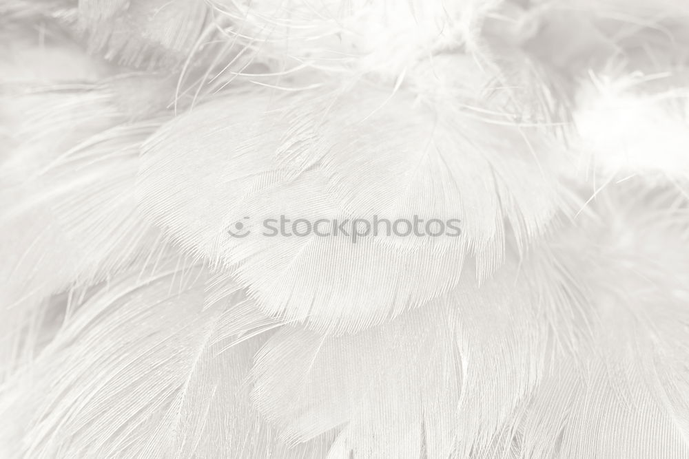 Similar – Image, Stock Photo Goose at the edge