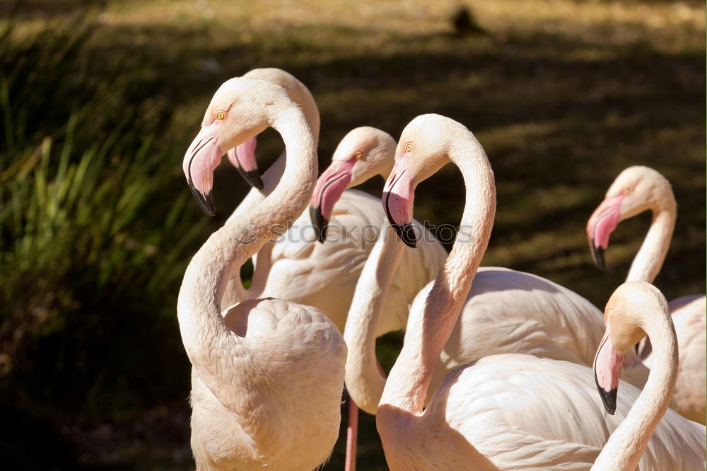 schwäne am abend Schwan