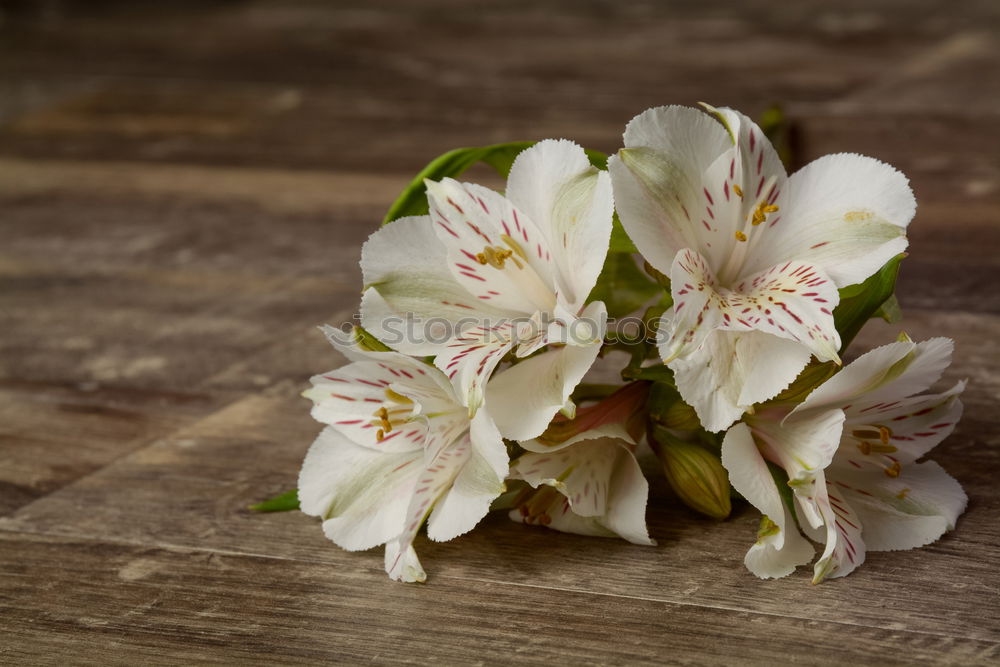 Similar – Image, Stock Photo bouquet of blossoming fruit trees