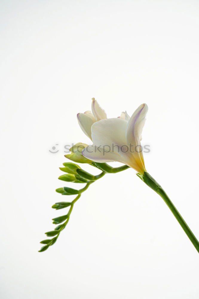 Similar – Image, Stock Photo fly away… Hand Fingers