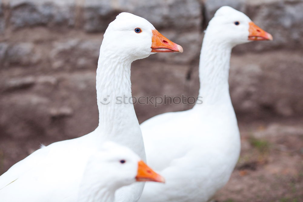 Similar – Foto Bild Unzertrennlich Gans Vogel