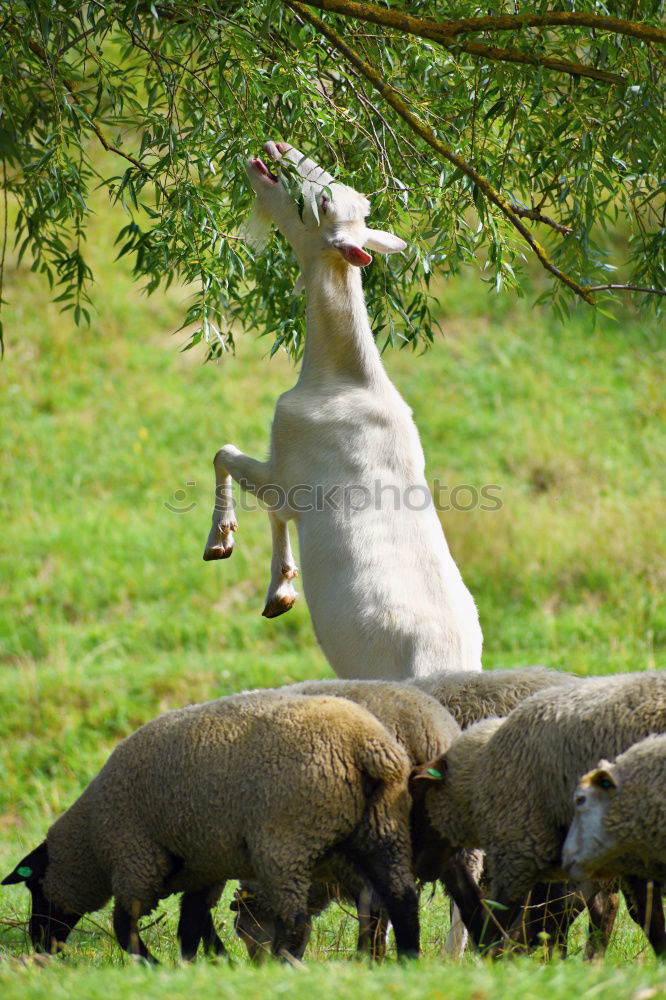 Image, Stock Photo Vintage horse Horse