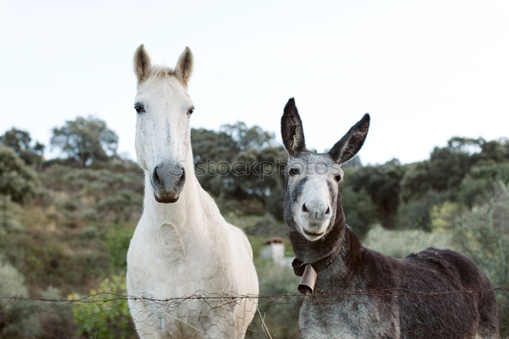 Similar – El Burro 1 Animal