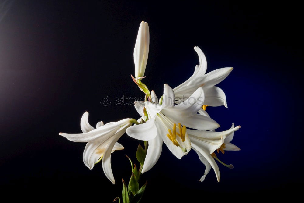 Similar – lily-shaped tulip Nature