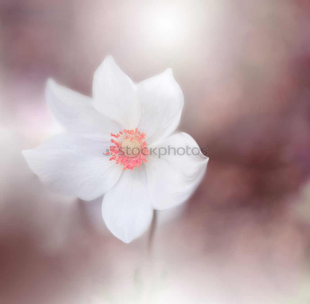 Similar – Image, Stock Photo Detailed view of an autumn anemone