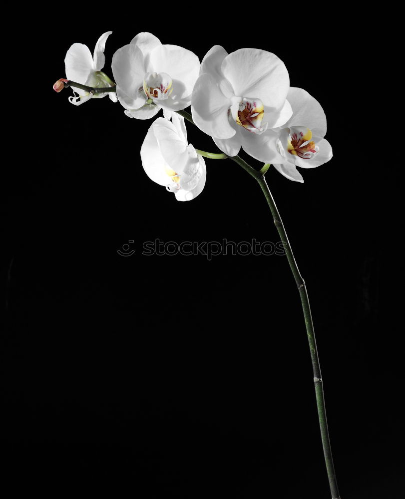 Similar – Image, Stock Photo orchid Orchid Plant