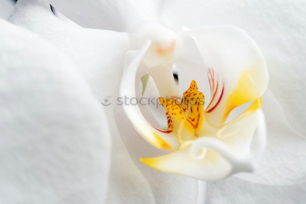 Similar – Image, Stock Photo Lilies Flowers Bouquet