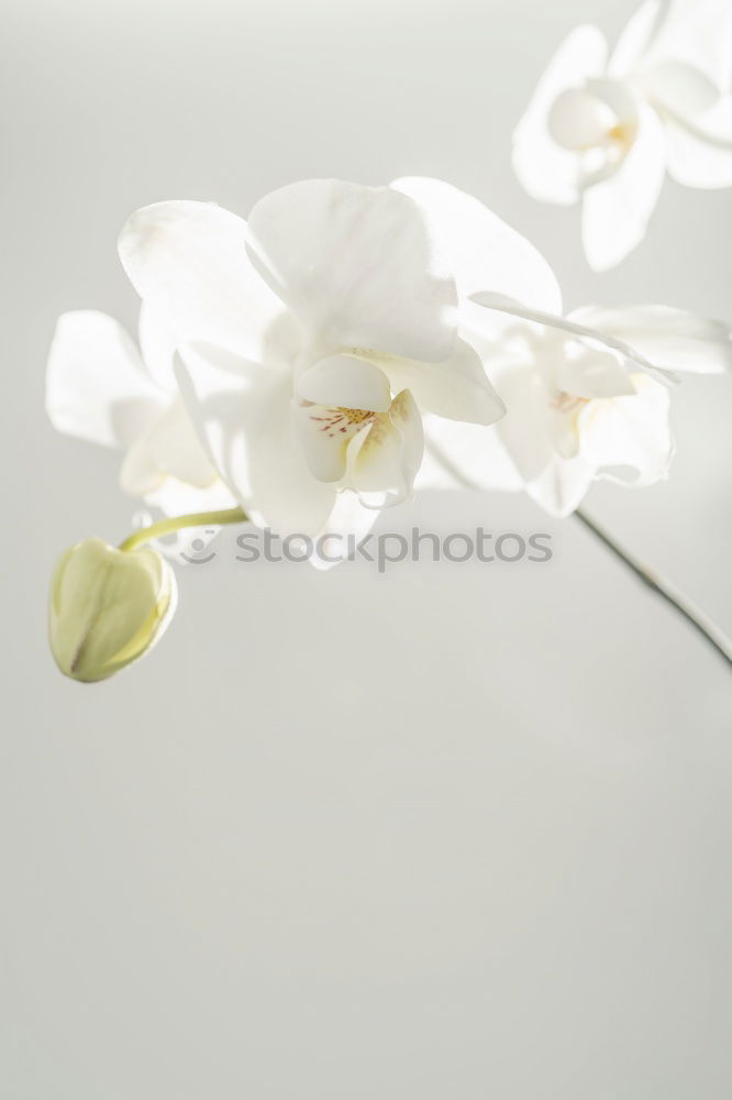 Similar – Image, Stock Photo shower of flowers