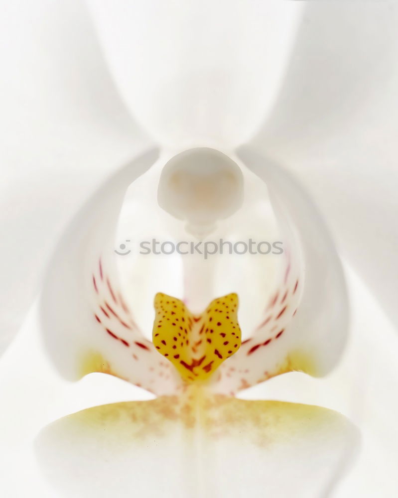 Similar – Flower III Orchid 2