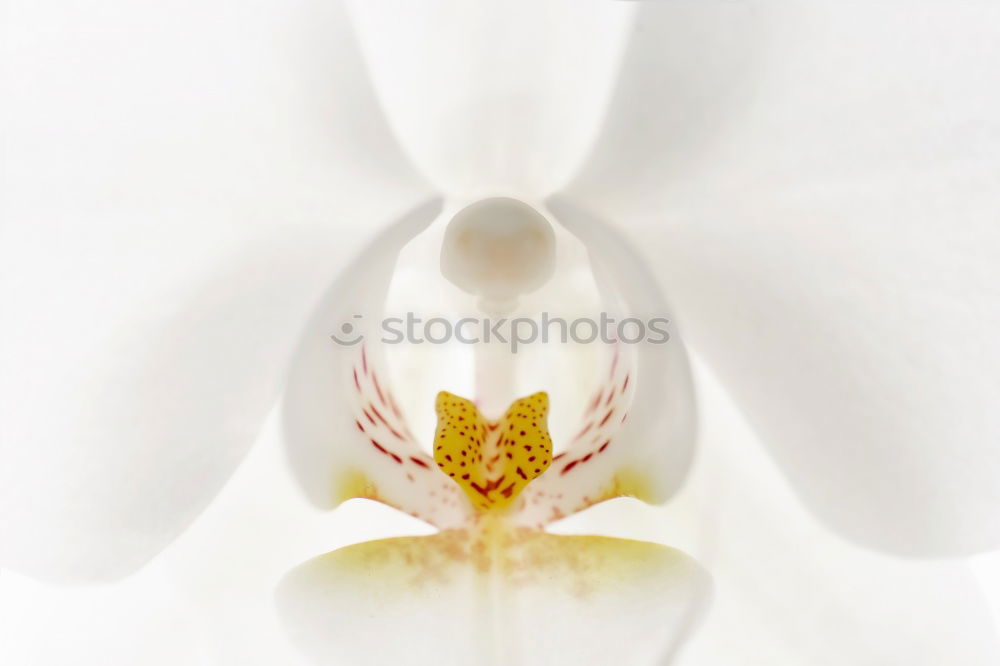 Similar – Image, Stock Photo Delicate flowers of orchids