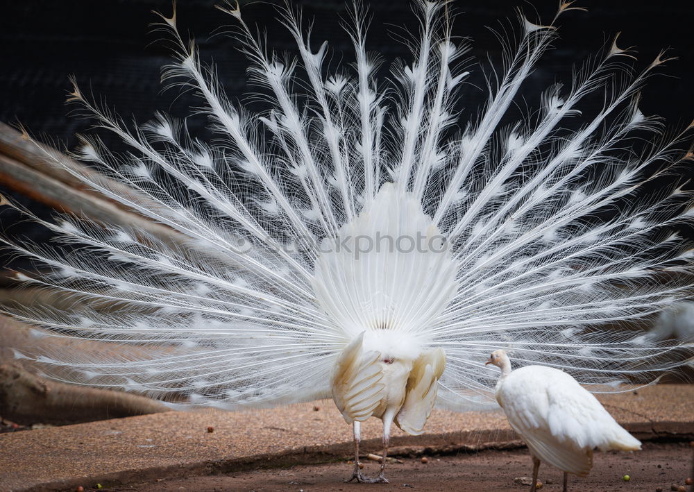 Similar – Image, Stock Photo peacock Animal Bird Zoo 1