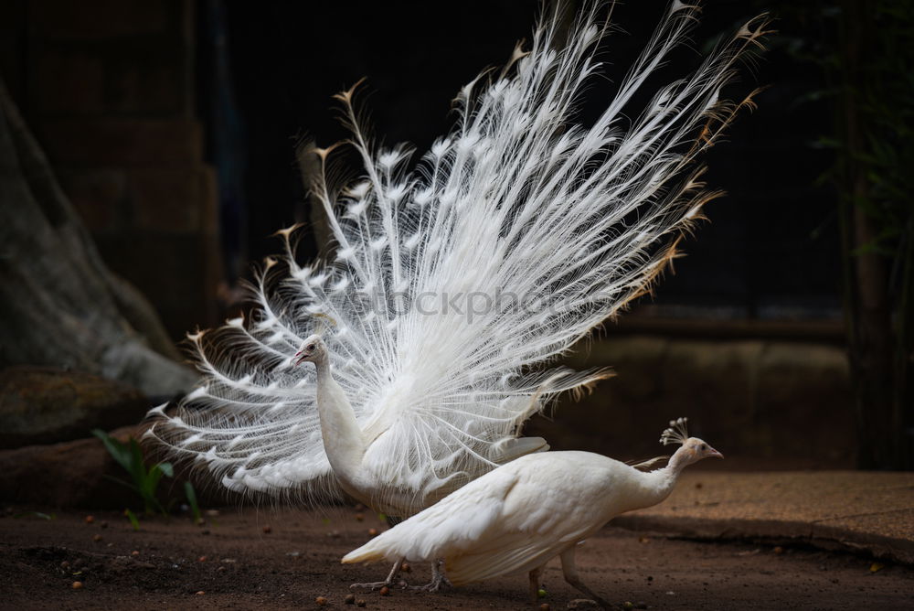 Similar – white Animal Bird 1