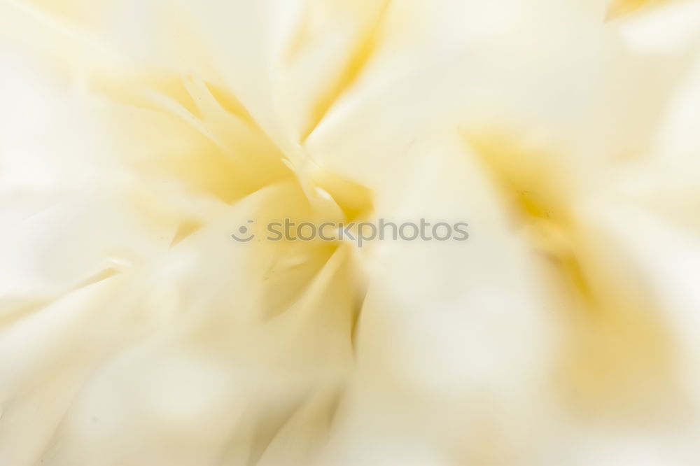 Similar – Image, Stock Photo Yellow poppy II Plant