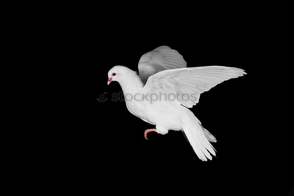 Similar – dove of peace Animal Bird