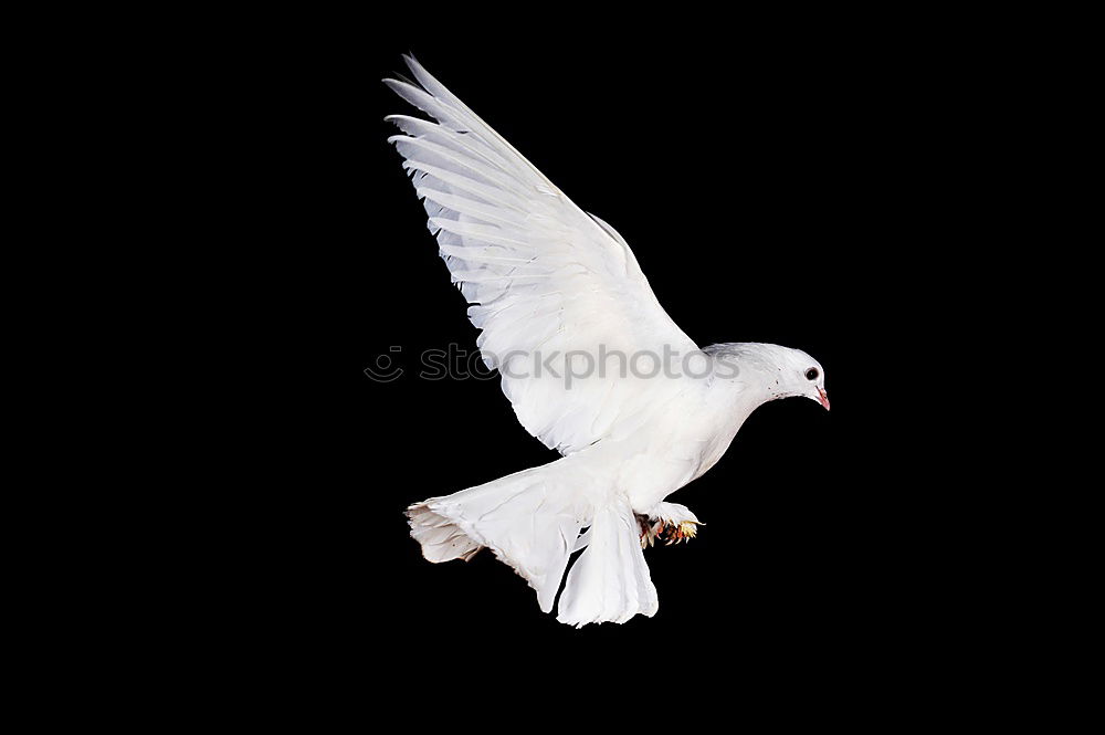 Similar – dove of peace Animal Bird