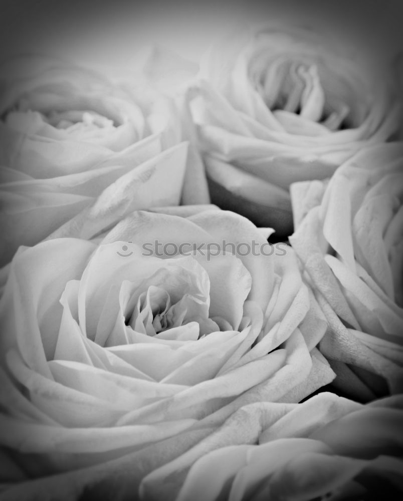 Similar – Image, Stock Photo Lady Cyclam Flower Blossom