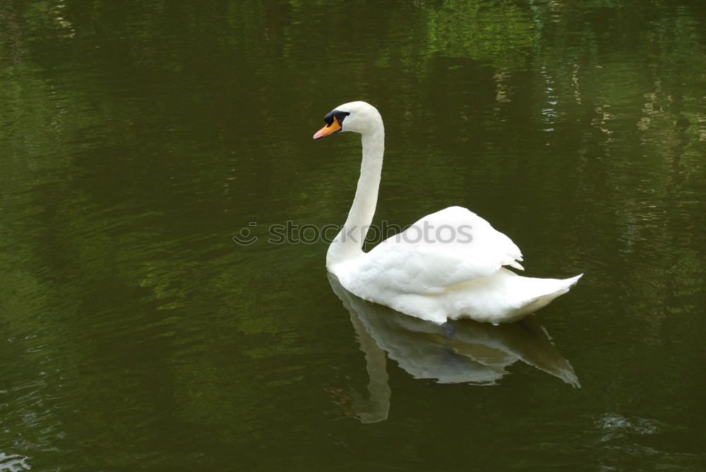 Similar – Foto Bild Im Gleichschritt, Vier Fränkische Weihnachtsgänse im Gleichschritt auf einer Wiese.