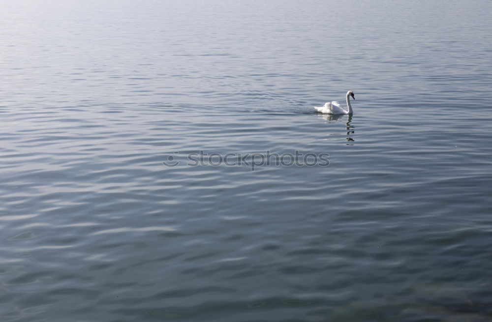 Similar – Image, Stock Photo In gliding flight a seagull flies in the upwind over the Pacific.  It can be seen alone in the picture. On the lower right. Otherwise only water is visible.