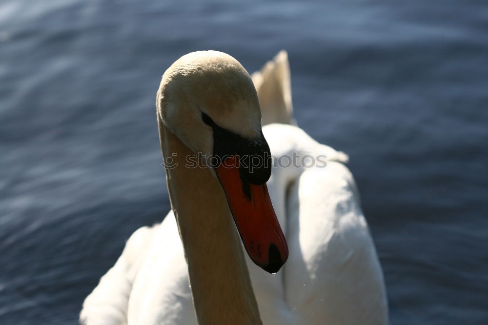 Similar – Foto Bild Schwan See Schnabel Tier