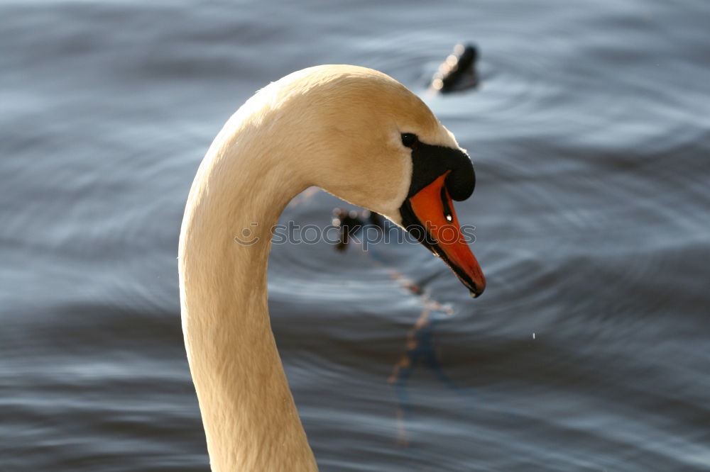 Similar – Image, Stock Photo My dear swan IX Animal