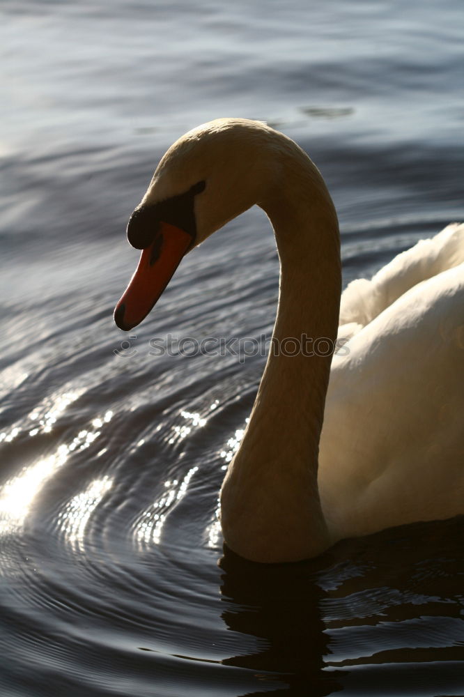 Similar – Image, Stock Photo My dear Swan II Animal