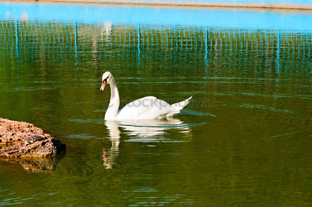 Similar – schwan im eimer Natur Baum