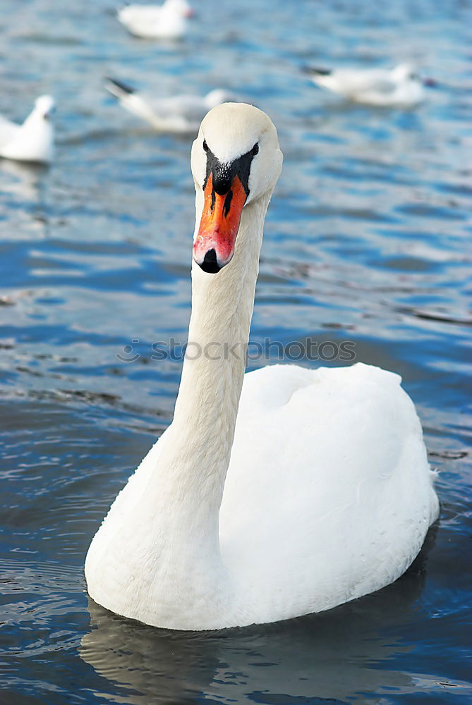 Similar – Schwanimsee Vogel Feder