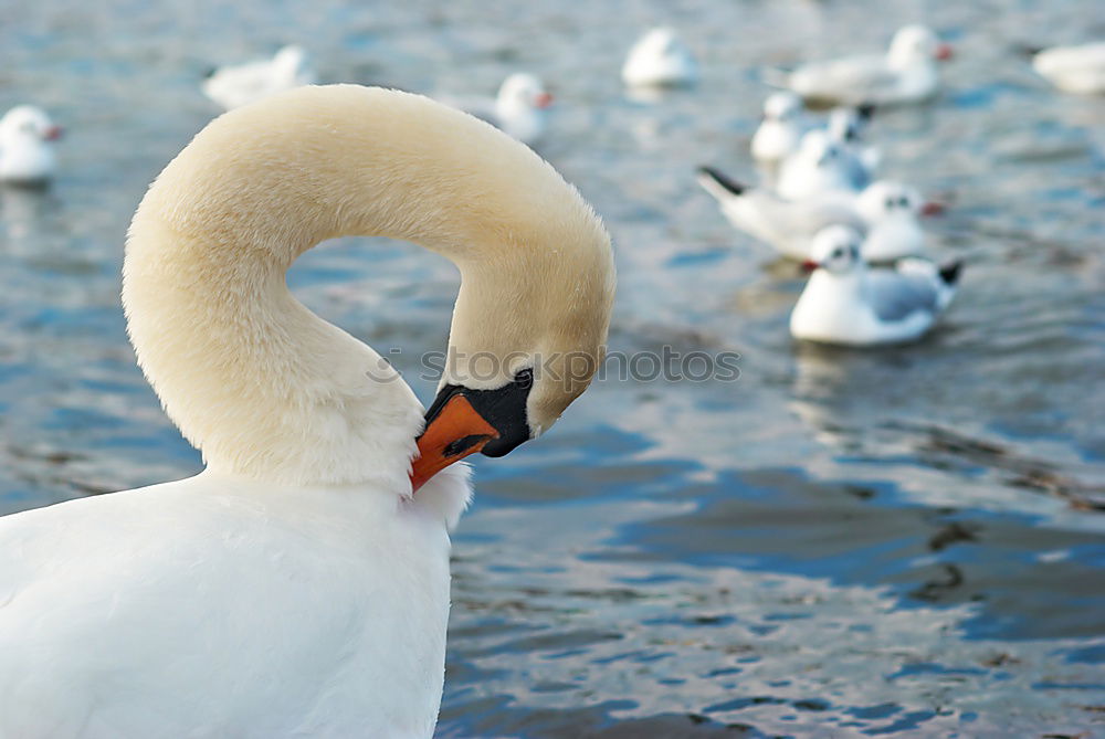 Similar – Image, Stock Photo Swan on a lake at dusk