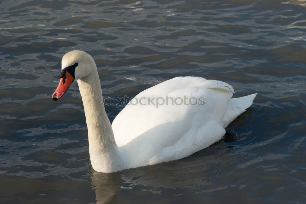 Similar – Schwanimsee Vogel Feder