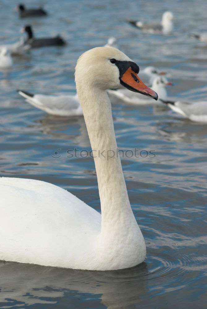 Similar – Schwanimsee Vogel Feder