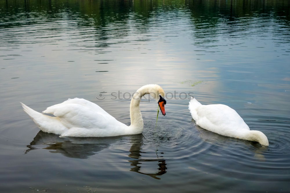 Similar – schwanensee Tier Wasser