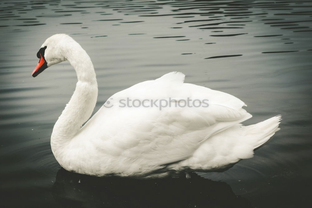 Similar – surfers Green Swan Waves