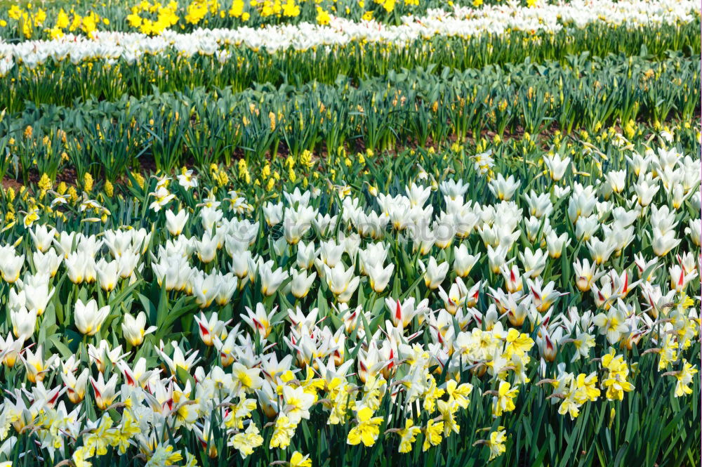 Similar – Image, Stock Photo flower paradise Nature