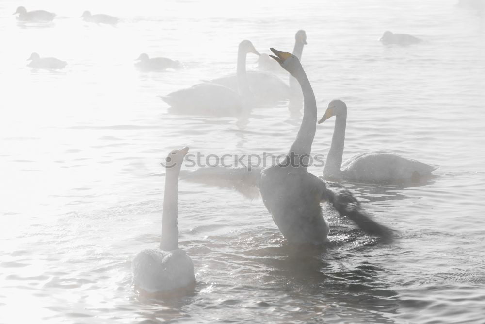 Similar – schwäne am abend Schwan